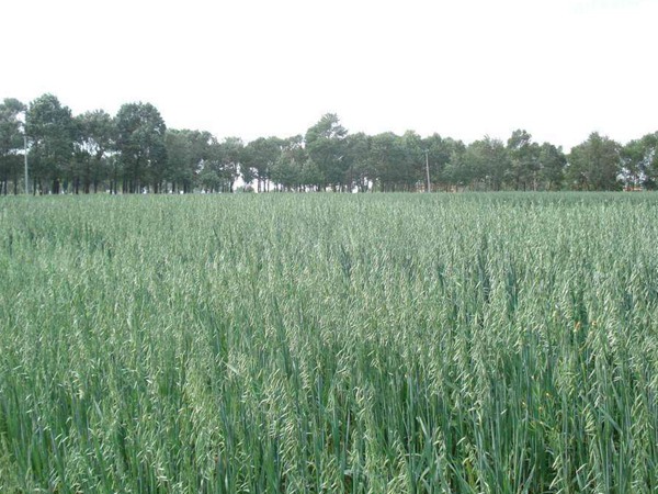 飼草型燕麥產量，如何提高畝產量