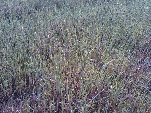 飼草型燕麥產量，如何提高畝產量
