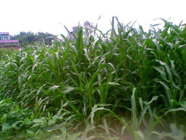 適合種植的飼草名稱,這些飼草有什么共同點 適合種植的飼草名稱,這些飼草有什么共同點