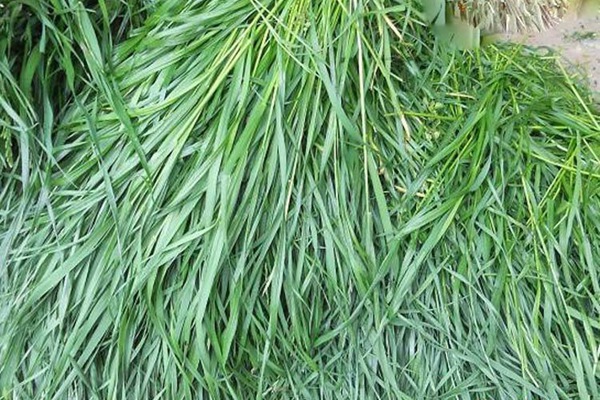 喂羊用什么飼草好,為什么 喂羊用什么飼草好,為什么