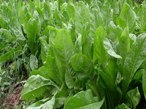 喂羊用什么飼草好,為什么 喂羊用什么飼草好,為什么