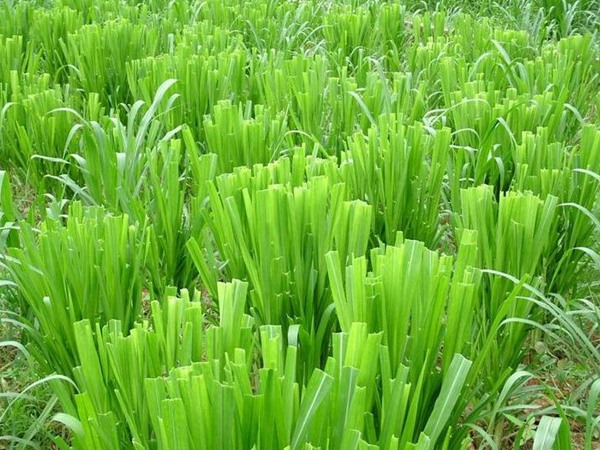 養牛的飼草什么好,有哪些品種飼草可以養牛 養牛的飼草什么好,有哪些品種飼草可以養牛