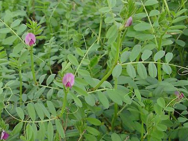 光葉紫花苕 光葉紫花苕