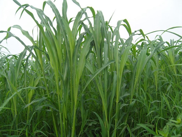 最高的飼草品種，如何種植護(hù)理