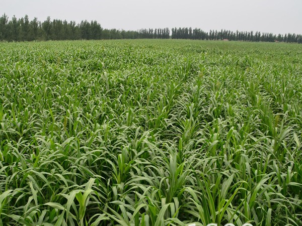 最高的飼草品種，如何種植護(hù)理