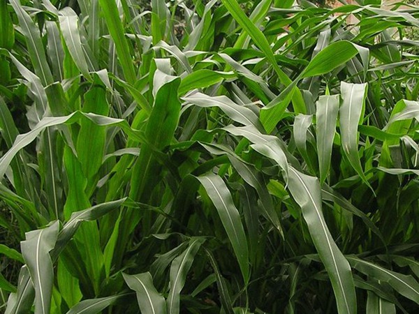 適應中原地區(qū)種植的飼草，種植技巧