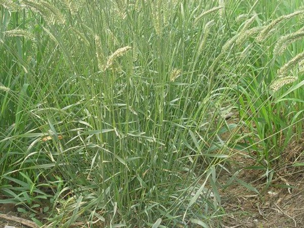 冰草的種植養(yǎng)護(hù)技巧和高產(chǎn)技巧