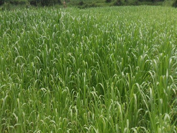 冰草的種植養護技巧和高產技巧