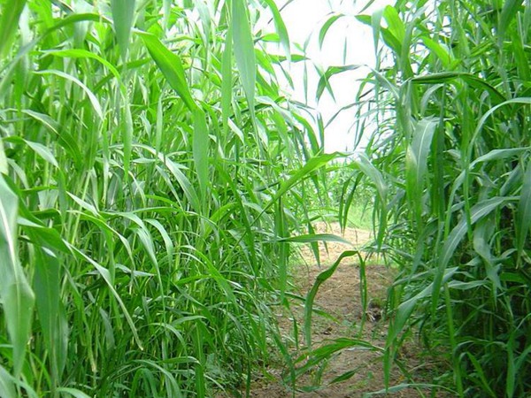 甜高粱有什么特點(diǎn)，如何種植