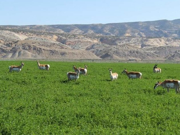 沙打旺和苜蓿草相比較,哪個更好 沙打旺和苜蓿草相比較,哪個更好