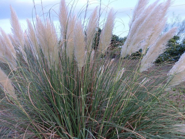 最高產飼草品種，養牛用哪種