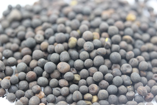 光葉紫花苕什么時間播種,有何技巧 光葉紫花苕什么時間播種,有何技巧