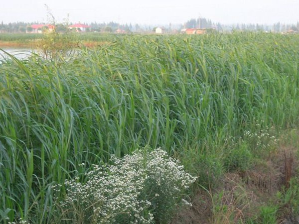 南方養牛用什么飼草比較好