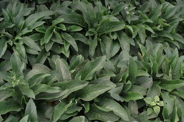 俄羅斯飼料菜的畝產(chǎn)量多少，如何高產(chǎn)