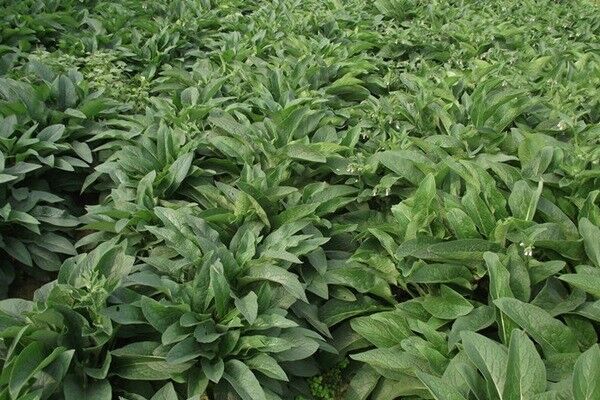 俄羅斯飼料菜的畝產(chǎn)量多少，如何高產(chǎn)