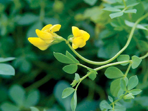 百脈根產量如何,怎樣提高畝產量 百脈根產量如何,怎樣提高畝產量