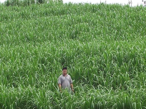 一畝皇竹草能養(yǎng)幾頭牛,經(jīng)濟(jì)效益怎么樣 一畝皇竹草能養(yǎng)幾頭牛,經(jīng)濟(jì)效益怎么樣