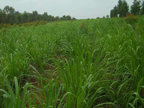 一畝皇竹草能養(yǎng)幾頭牛,經(jīng)濟(jì)效益怎么樣 一畝皇竹草能養(yǎng)幾頭牛,經(jīng)濟(jì)效益怎么樣