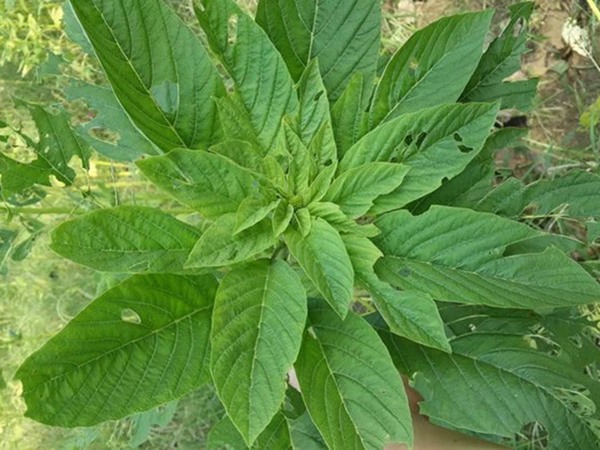 養(yǎng)豬最好的牧草品種，怎樣提高豬肉產(chǎn)量