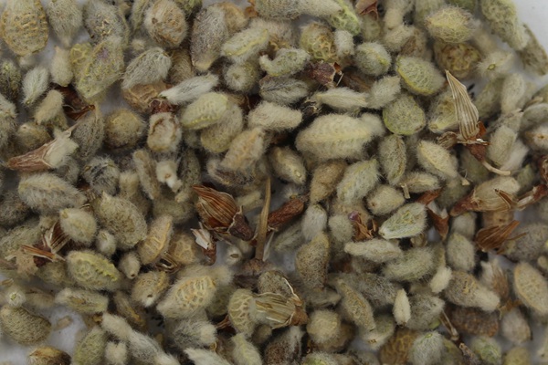 牧草種植前景 常見牧草的栽培技術(shù)與管理