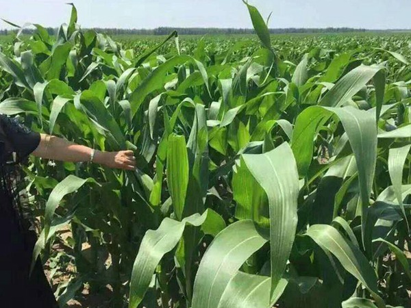 墨西哥玉米草 墨西哥玉米草