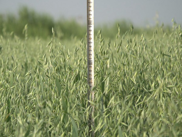 燕麥能當飼草嗎？燕麥營養價值高嗎