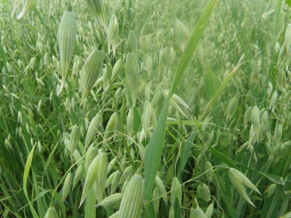 燕麥飼草畝產量多少,如何種植燕麥 燕麥飼草畝產量多少,如何種植燕麥