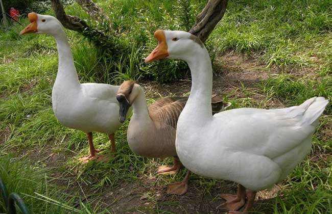 10大養鵝推薦牧草優質高產