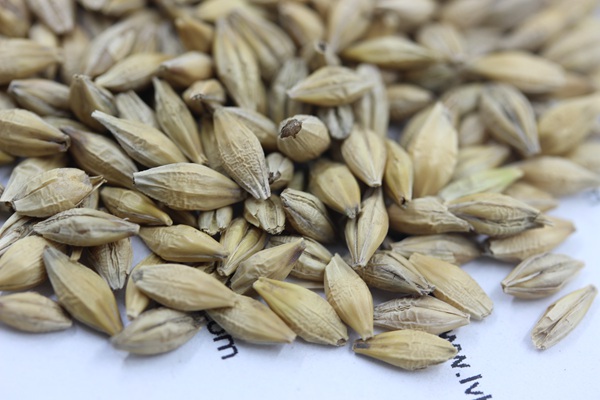 牧草大麥種子 牧草大麥種子