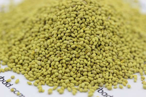 包衣苜蓿種子 包衣苜蓿種子