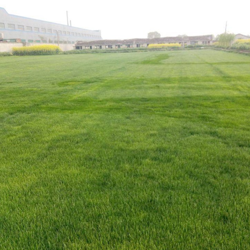 結(jié)縷草 結(jié)縷草