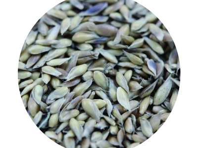 日本結(jié)縷草種子