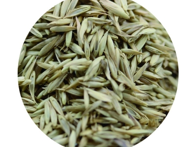 [鴨茅]鴨茅種子價(jià)格_圖片_種植方法