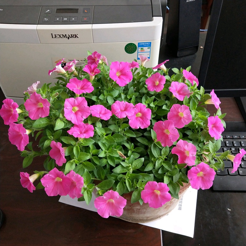 矮牽牛進口 矮牽牛進口