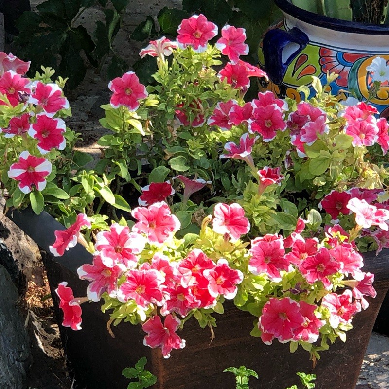 矮牽牛進口 矮牽牛進口