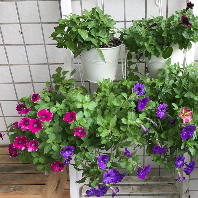 矮牽牛進口 矮牽牛進口