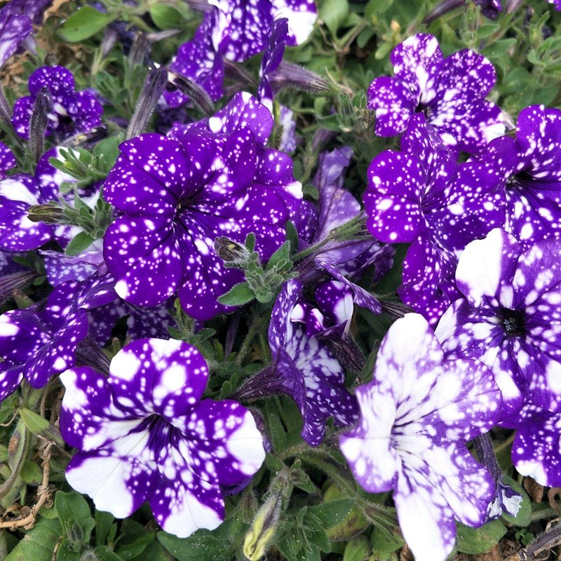 矮牽牛進口 矮牽牛進口