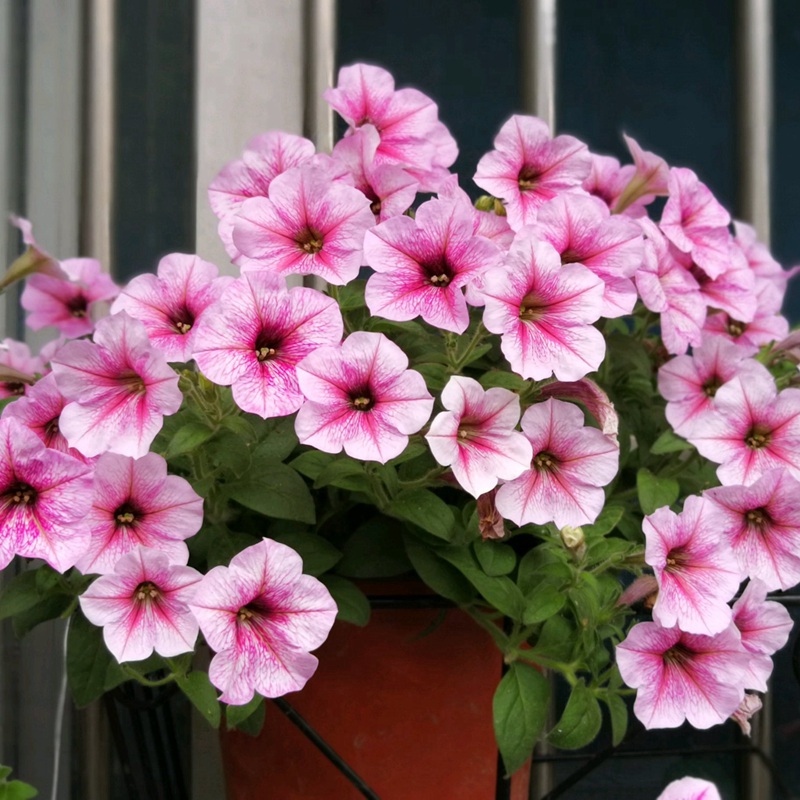 矮牽牛進口 矮牽牛進口