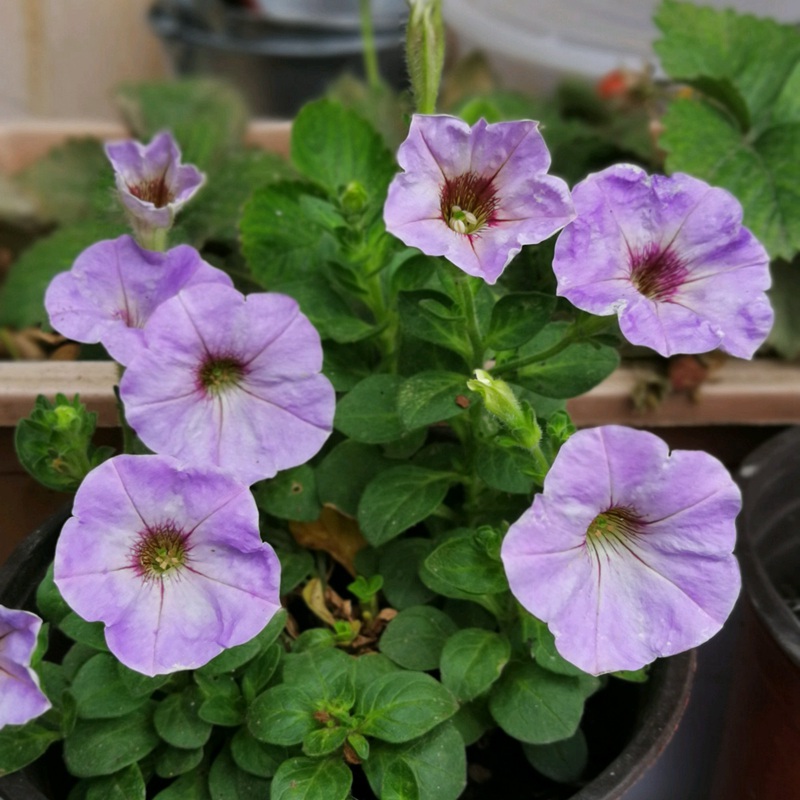 矮牽牛進口 矮牽牛進口