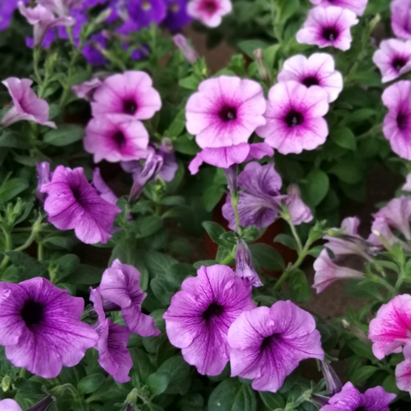 矮牽牛進口 矮牽牛進口