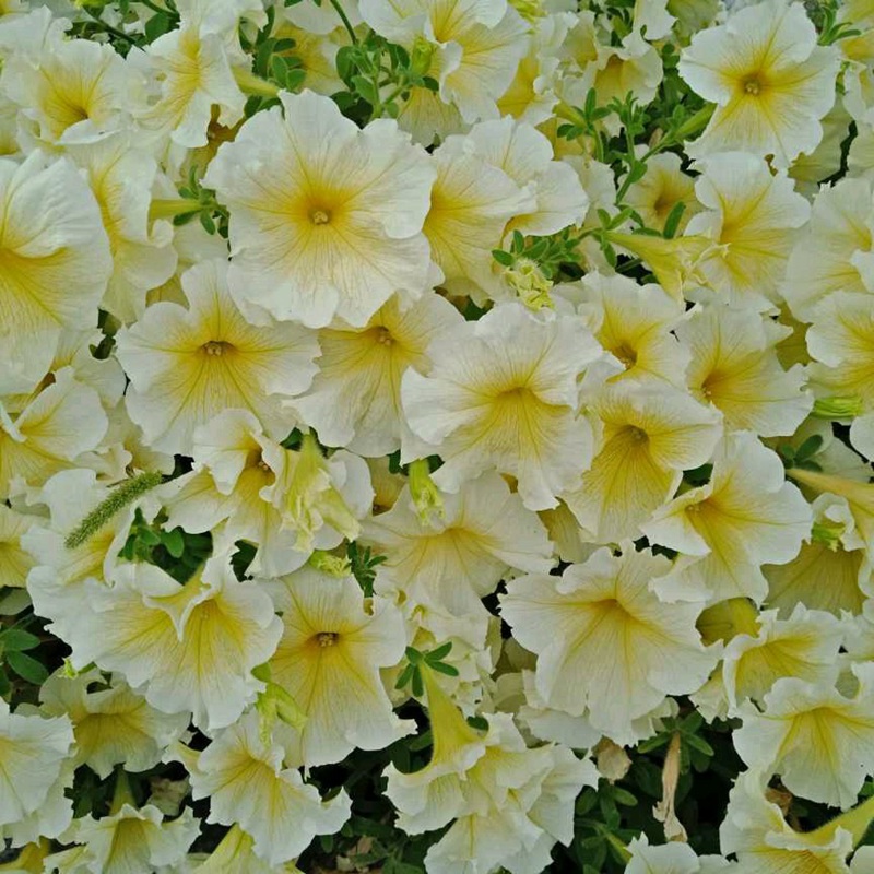 矮牽牛進口 矮牽牛進口