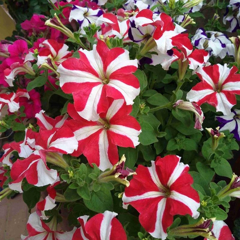 矮牽牛進口 矮牽牛進口