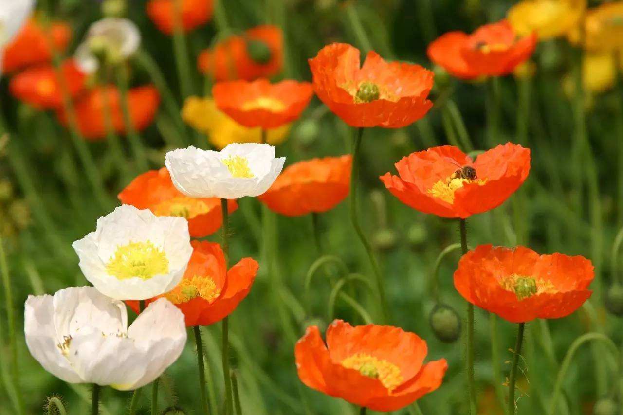 冰島虞美人 冰島虞美人