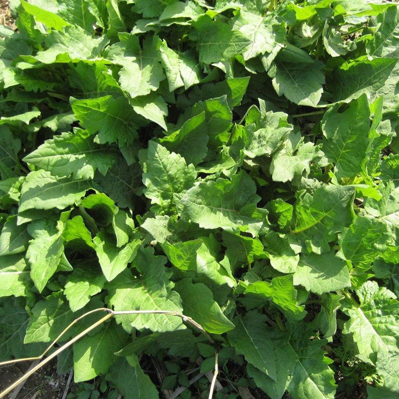 串葉松香草 串葉松香草