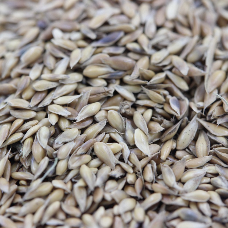 結(jié)縷草 結(jié)縷草