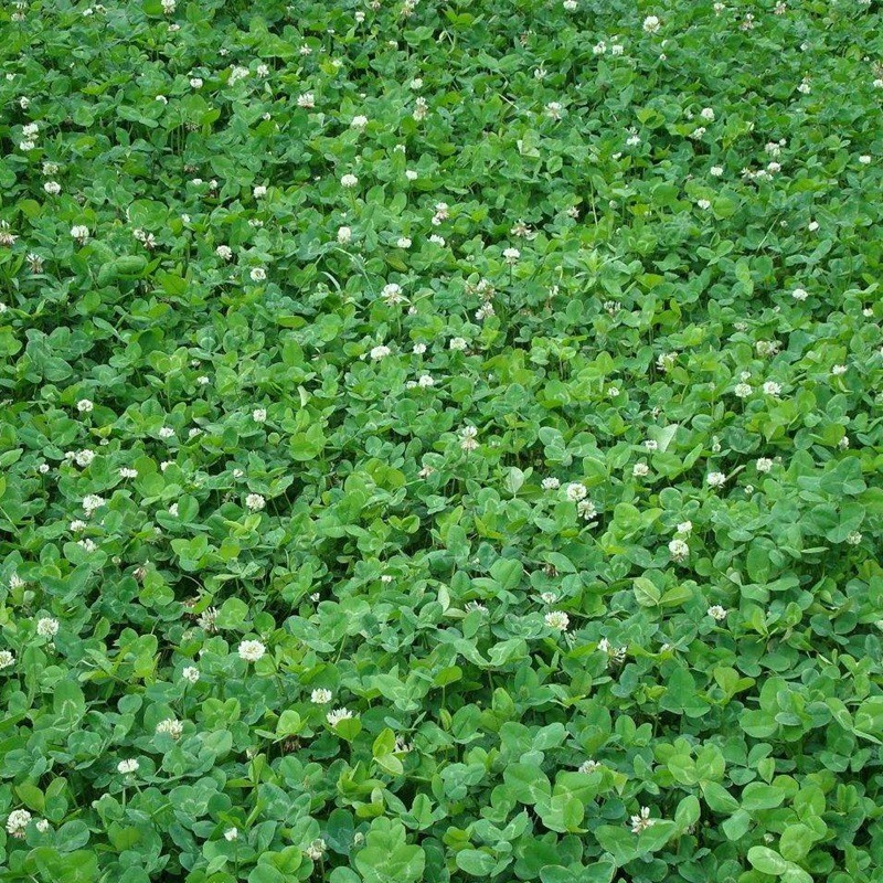 白三葉.jpg 白三葉.jpg