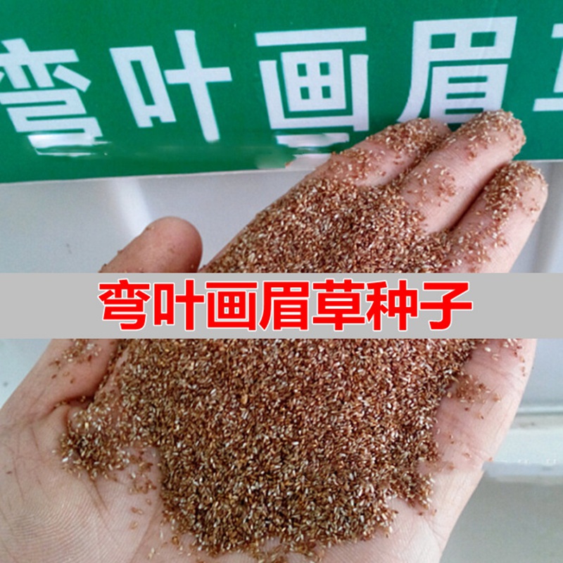 彎葉畫眉草 彎葉畫眉草