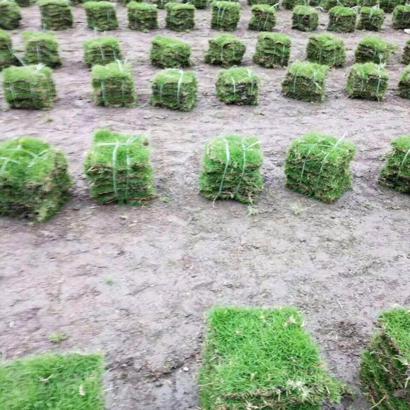 日本結(jié)縷草 日本結(jié)縷草