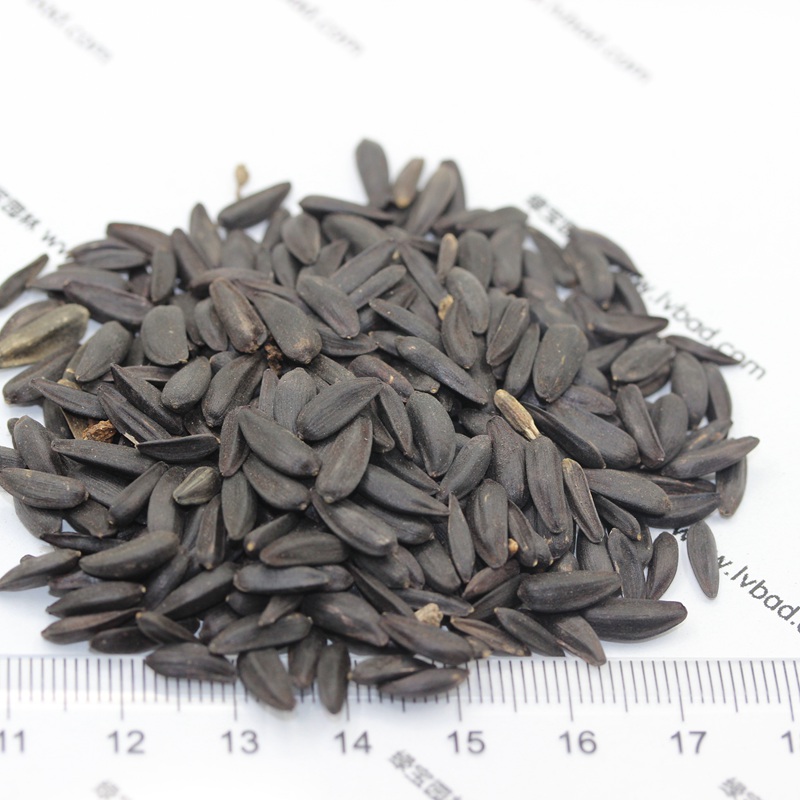 矮向日葵 矮向日葵