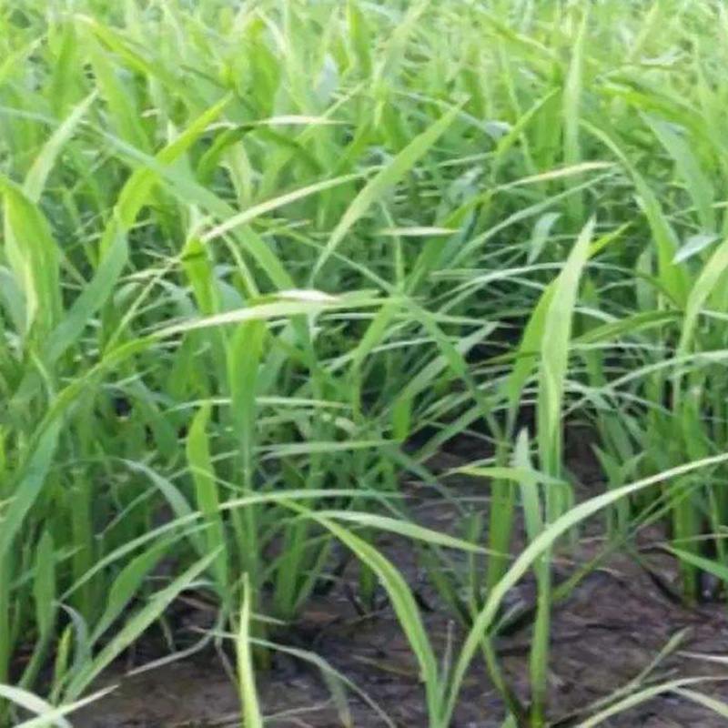 寬葉雀稗 寬葉雀稗